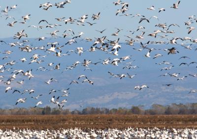 Snow Geese in the air and on the water