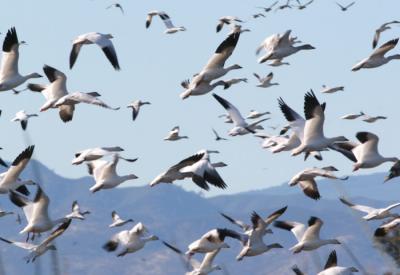 Snow Geese in the air