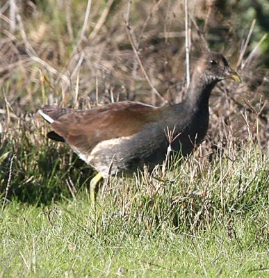 Common Moorhen,adult nonbreeding