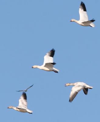 Snow Geese in the air