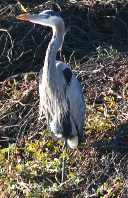Great Blue Heron in breeding plumage