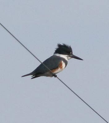 Belted Kingfisher,female