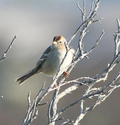 White-crowned Sparrow.first winter