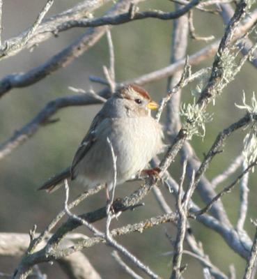 White-crowned Sparrow,first winter