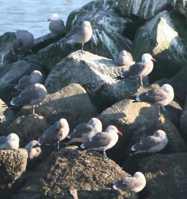 Heermann's Gulls,winter breeding  adults