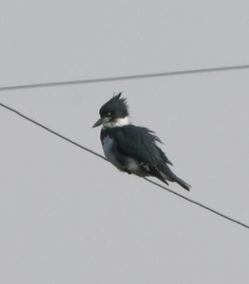 Belted Kingfisher,female