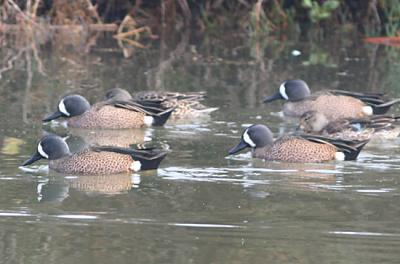 Blue-winged Teal,males and females in breeding plumage