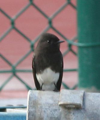 Black Phoebe