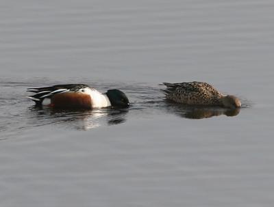  Northern Shoveler,male and female pair in breeding plumage feeding