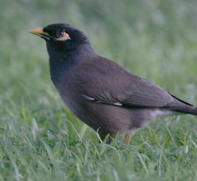 Common Myna