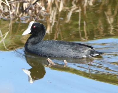Hawaiian Coots