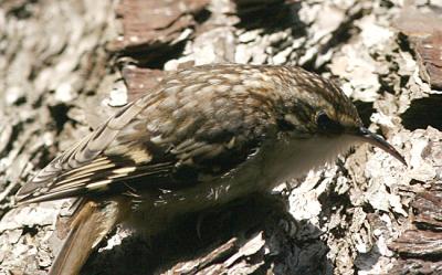 Brown Creeper