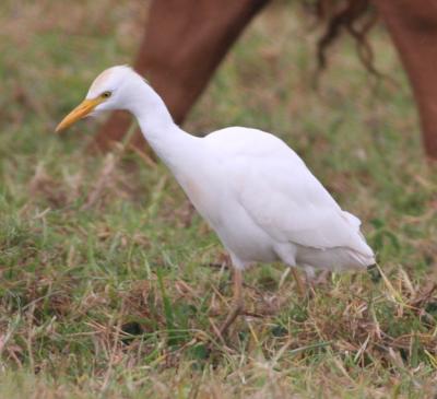 Cattle Egret with horses