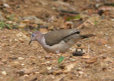 Eared Dove