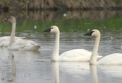 Tundra Swans ,2 adults and darker juvenile