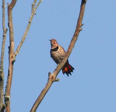 Northern Flicker,male red-shafted