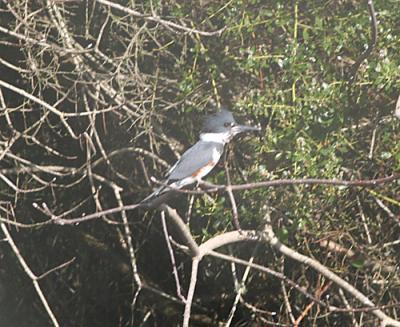 Belted Kingfisher,female