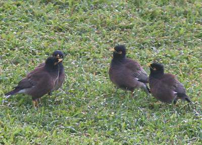 Common Mynas