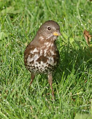 Sooty Fox Sparrow