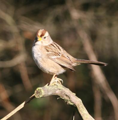 White-crowned Sparrow,first winter