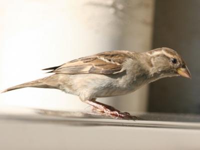 House Sparrow,female