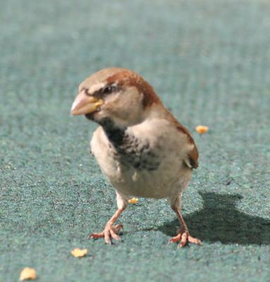 House Sparrow,male