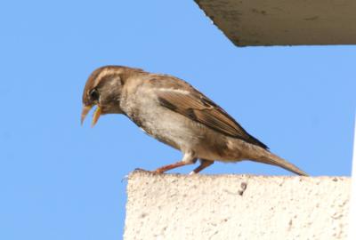 House Sparrow,female