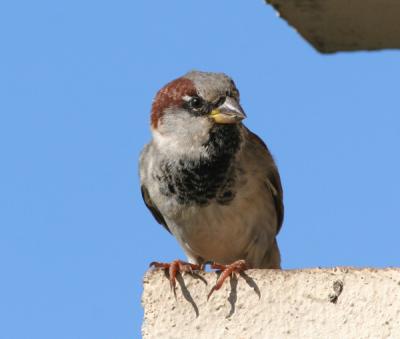 House Sparrow,male