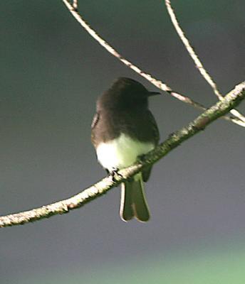 Black Phoebe