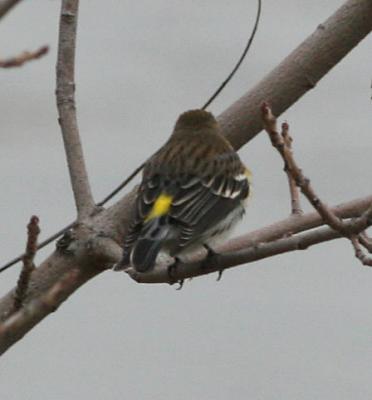 Yellow-rumped Warbler,male Audubon's