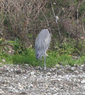Great Blue Heron before taking off in the sequence below