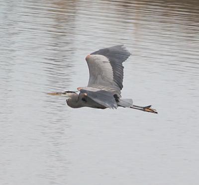 1.Great Blue Heron in flight-landing sequence