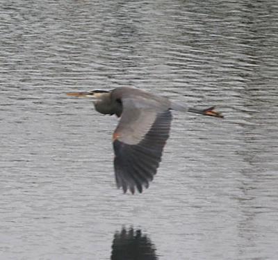 2.Great Blue Heron in flight-landing