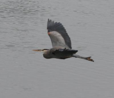 3.Great Blue Heron in flight-landing sequence
