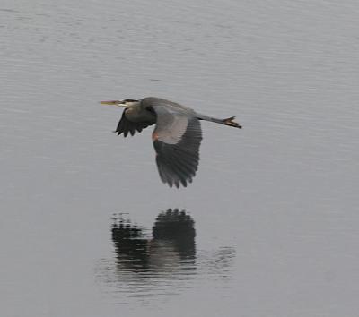 4.Great Blue Heron in flight-landing sequence