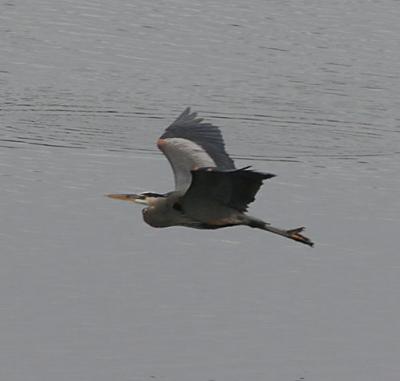 5.Great Blue Heron in flight-landing sequence