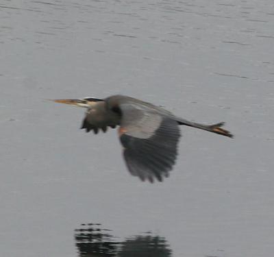 6.Great Blue Heron in flight-landing sequence