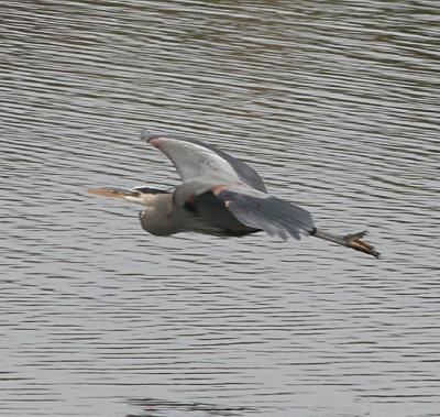 7.Great Blue Heron in flight-landing sequence