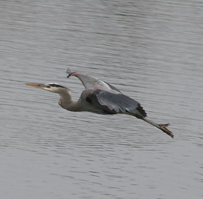 8.Great Blue Heron in flight-landing sequence