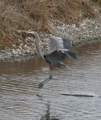 9.Great Blue Heron in flight-landing sequence