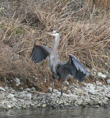 10.Great Blue Heron in flight-landing sequence
