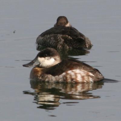 Ruddy Duck,male in nonbreeding plumage