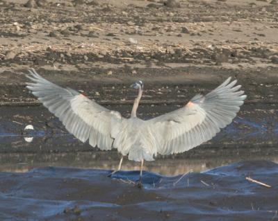 Great Blue Heron spreading wings