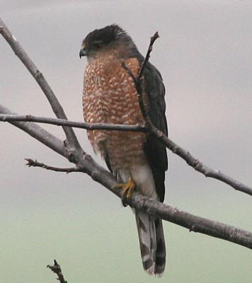 Cooper's Hawk,adult male