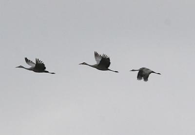 Sandhill Cranes, 3 adults in flight