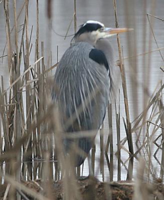 Great Blue Heron