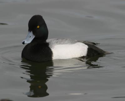 Lesser Scaup,male