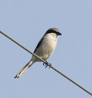 Loggerhead Shrike