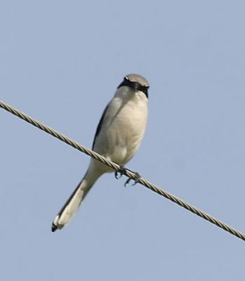 Loggerhead Shrike