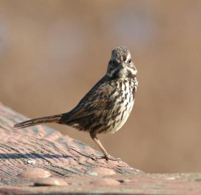 Song Sparrow